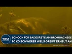 BROMBACHSEE: Erneuter Wels-Angriff schockt Badegäste - Ist Baden jetzt zu gefährlich?