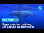 Polynésie : nager avec les baleines, une activité en plein essor qui inquiète certaines associations