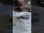 Platypus tests out pool at new conservation center