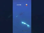Vídeo flagra orcas "explodindo" peixe-lua em comportamento raro