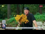 Poznaj zioła z Karolem Kusem. Wrotycz | #RepublikaWstajemy | 11.08.25