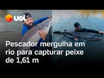 Pescador mergulha em rio e captura peixe pintado de 1,61 metro no Mato Grosso do Sul; veja vídeo