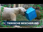 WEIHNACHTEN IM ZOO: Tierische Bescherung - Obst, Gemüse und Steakpakete für Zoobewohner