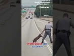 HOG WILD! Pig takes troopers on highway police chase #shorts #foxnews #us #fox #news