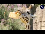 Helados de frutas e insectos refrescan a los habitantes del Zoo de Barcelona