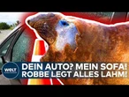 ROBBENSTAR STATT ROCKSTAR: "Neil the seal" begeistert Millionen im Netz - und legt Verkehr lahm!