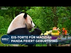 CHINA: Panda Maozhu wird zwölf – Zoo Kunming feiert mit Eistorte