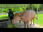 Le buffle « Donald Trump », épargné pour l’Aïd, envoyé au zoo