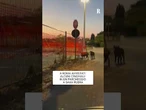 A ROMA AVVISTATI ALCUNI CINGHIALI IN UN PARCHEGGIO A SAXA RUBRA