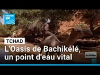 Tchad : l'Oasis de Bachikélé, un point d'eau vital et préservé pour les nomades du Sahara