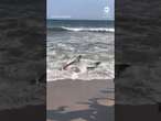 Thresher shark washes ashore on NYC beach - ABC News