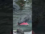 Happy (slightly late) World Crocodile Day! #shorts #foxnews #news #us