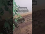 Onça-pintada invade residência e assusta moradores de Porto Velho, Rondônia; veja vídeo
