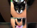 Man uses kitten as accomplice in robbery