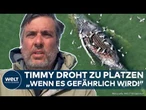 WAL-DRAMA: Timmy vor Explosion!? Möwen picken auf Kadaver rum! Buckelwal wird immer größer