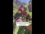 Kaya e Maina, i due husky si perdono nelle montagne di Lecco: salvate dai vigili del fuoco