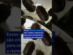 Austrália realiza apreensão histórica de 100 mil baratas exóticas avaliadas em R$ 516 mil