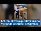 Lebron, el zorro que lleva un año colándose en este hotel de Ourense para cenar caliente