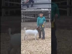 Boy goes viral for embracing his goat after earning fourth place #shorts #foxnews #viral #news