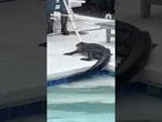 Trapper removes alligator from Florida family's pool