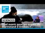 Orques du Marineland d’Antibes : les ONG plaident pour leur transfert dans un sanctuaire marin