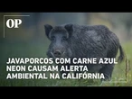 Javaporcos com carne azul neon alarmam a Califórnia; pesquisadores descobrem causa