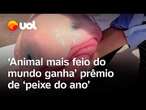 Animal considerado 'o mais feio do mundo' ganha campanha e vira peixe do ano na Nova Zelândia