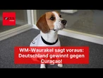 WM-Waurakel sagt voraus: Deutschland gewinnt gegen Curaçao!