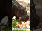Tysiące ludzi świętuje urodziny hipopotamki. Przyjechali z całego świata