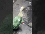 Meet Merlin the duck, Mexico’s unofficial World Cup mascot