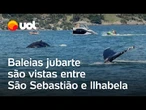 Três baleias jubarte são vistas entre São Sebastião e Ilhabela, em SP