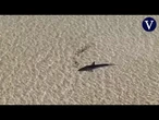 Salvan a un tiburón blanco varado en aguas poco profundas en Australia