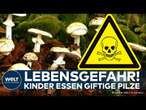 ESSEN: Vergiftung! Selbstgesammelte Pilze bringen Kinder in Lebensgefahr – Spenderleber gesucht!