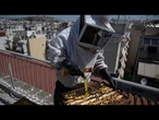 À Athènes, l'apiculture urbaine gagne du terrain, toit par toit