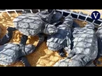 Nacen 40 tortugas bobas de un nido trasladado a la playa de Calblanque, en Murcia | VDD