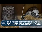 GROßBRITANNIEN: Großer Erfolg für den Artenschutz! Schneeleopard bringt Nachwusch zur Welt