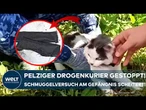 SCHMUGGEL AUF VIER PFOTEN: Katze als Drogenkurier entlarvt! Kurioser Einsatz sorgt für Aufsehen!