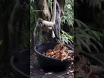 Monkeys and meerkats dig through leaves during 'autumn treasure hunt'