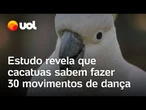 Cacatuas ‘bailarinas’: Estudo revela que aves podem fazer 30 movimentos de dança