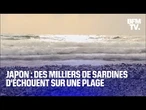 Japon: plusieurs milliers de poissons s'échouent sur une plage sans raison connue