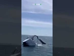 Una barca a vela è affondata dopo essere stata speronata da un gruppo di orche