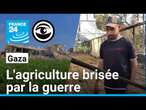 À Gaza, l'agriculture dévastée par la guerre • FRANCE 24