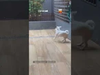 Apolo entra em modo diversão ao descobrir os pingos de chuva