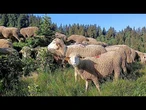 La transhumance fait son retour dans les Alpes françaises