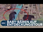 CONNETICUT: Wildtiere suchen Spiel und Spaß! Zwei Bären amüsieren sich auf einem Spielplatz