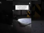 Venezuela, il cane delle squadre spagnole di salvataggio cerca sopravvissuti tra le macerie