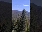 Young bald eagle takes FIRST flight from famous nest #shorts #us #news #foxnews