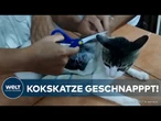 KOKSKATZE IN COSTA RICA GESTOPPT: Gefängniskatze mit Drogen gestoppt und gerettet | Gute Nachricht