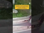 Dog sitter trascina cane per sei chilometri mentre è in sella a una e-bike