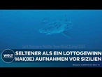 SIZILIEN: Hai(ße)-Sensation! Erstmals weißer Hai unter Wasser gefilmt